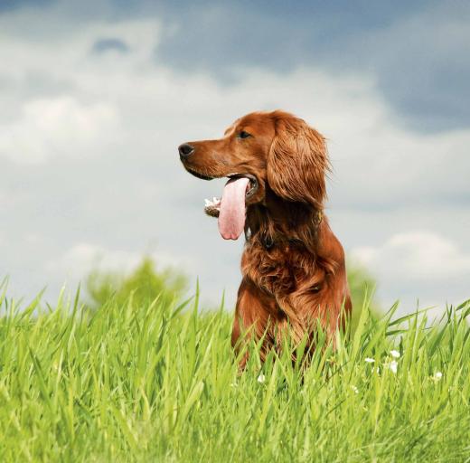 Hond in de natuur