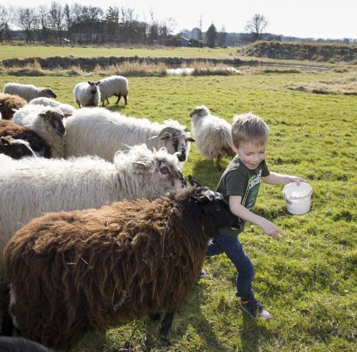 Luit met de schapen